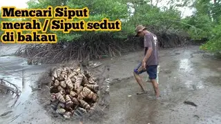 Mencari siput merah / siput sedut di tepian bakau