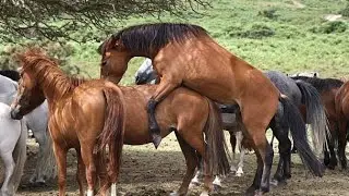 📹 How horses mating | animals mate | mating period | wild animals