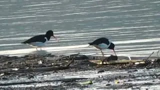 Кулики-сороки на берегу Камы.