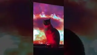 MEOW LUCIPUUR #short #dj #memes #shortsvideo #shorts #housemusic #techhouse #viral #viralvideo #fyp