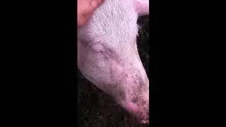 Свиньи. Что было, что стало,что будет. Обзор...