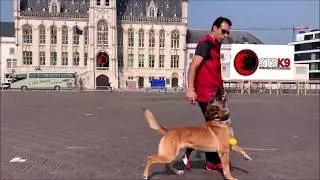 STSK9's UltimateControl® Dog Training System
