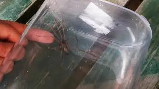 My hubby found this "little" spider