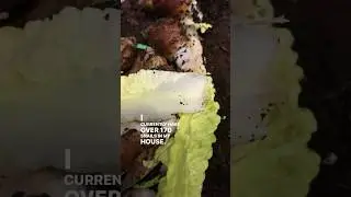 I HAVE 170+ SNAILS IN MY HOUSE