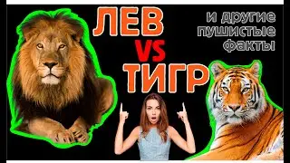 Пушистые факты