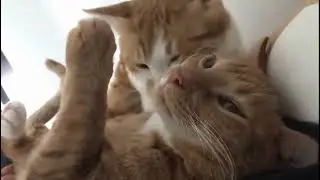 funny shorts daily interesting 100 🥵🥵💕❤️ 