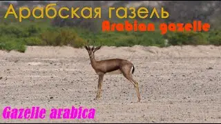 Арабская газель. Arabian gazelle. Gazelle arabica