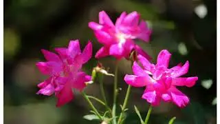 my YouTube video