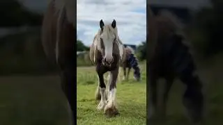Лили До/После