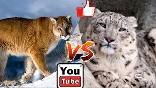 Снежный барс против пумы. Puma against Snow Leopard. Animals Battle.