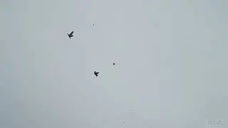 Mallards Down Utah - Shotkam