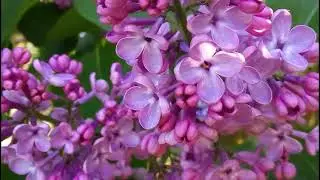 ФУТАЖ. Цветущая сирень крупный план. Со звуком пения птиц.