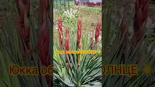 Юкку сажаем только на солнце! #дача #сад #юкка