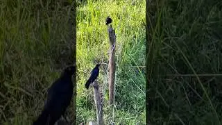 Gallinuela Cubana, una parte del espíritu del campo cubano. #cuba #cuban #campo
