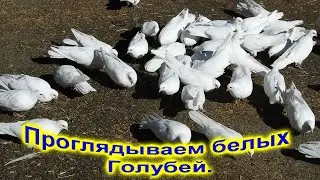 Проглядываем белых голубей
