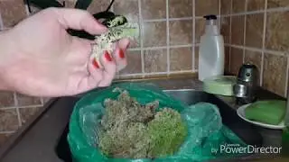 Орхидея в керамзите😁Пересадка.Проблемная корневая.