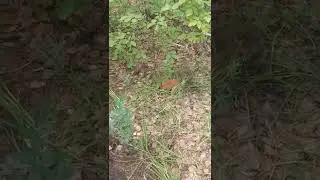 Белочка В роще 