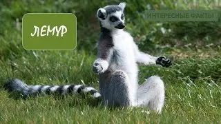 ЛЕМУР🐒/Животные life/Приматы/Животные/Интересные факты