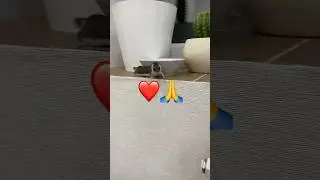 Подпишись🙏 #ласка #домашниеживотные #животные #мойпитомец #питомец #звери #хорек #домашнийлюбимец