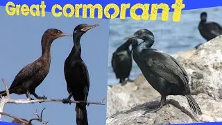 great cormorant documentary
