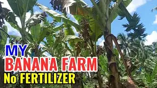 My Banana Farm (Lakatan) | No Fertilizer Farming