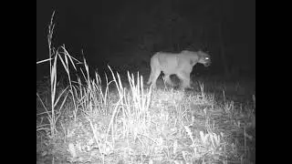 Puma Hissing At The Camera