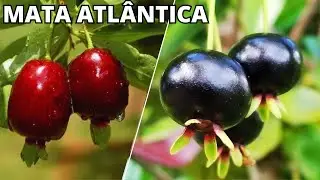 10 FRUTAS NATIVAS DA MATA ATLÂNTICA BRASILEIRA QUE SÃO ÚNICAS