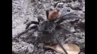 Interesting Animals