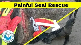 Painful Seal Rescue