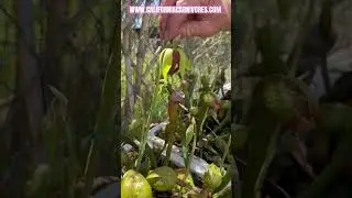 Darlingtonia flowers