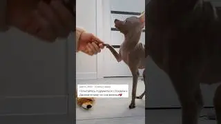 подружиться с Оскаром и Джонни?