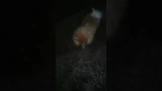 Don't step on dogs foot