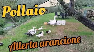 pollaio con allerta arancione e gli animali ....