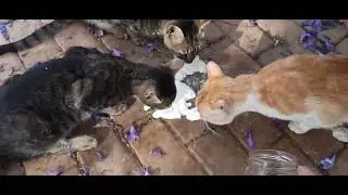 #кошки