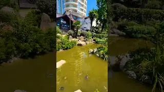 #сочисегодня #красноухаячерепаха