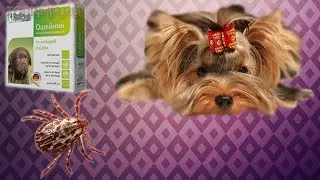 Как вытащить клеща у собаки | В домашних условиях.