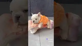 собакен