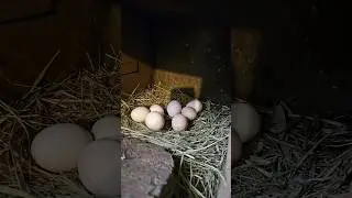 У министра сельского хозяйства с яйцами всё в порядке😂 #прямаялиния #яйца #путин