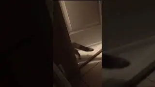 СПРЯТАЛСЯ #shorts