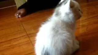 cute kitty..