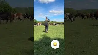 Простой способ обьяснить правила поведения🤣                      #shortsvideo #funny #юмор #видео