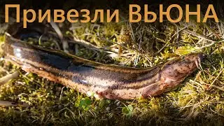 Зарыбление ВЬЮНОМ в Дубне 11 мая 2021 года
