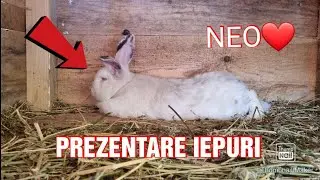 🔥PREZENTARE IEPURI DE RASA NEOZEELANDEZI+HYCOLE NOUA MEA MICROFERMA DE IEPURI🐰❤️