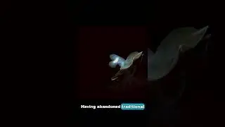 The Dumbo Octopus: Ear-Like Fins and Deep-Sea Grace
