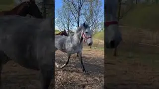Счастливые лошади😊