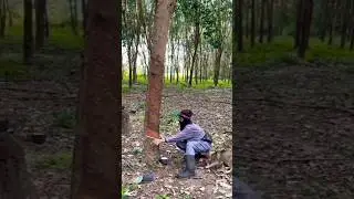 Rubber harvesting#farmer#natural #rubber #farm #harvest #asia #malaysia #rubbertree @IndianFarmer