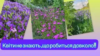 Цвітіння саду в квітні травні//Сорти флоксів шилоподібних//Три проблеми в саду навесні