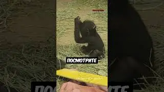Гориллы ведут себя так же, как и люди 🥺 ❤️ 