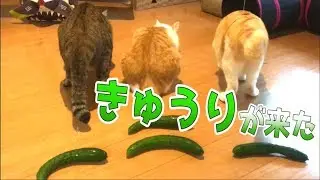 ついにうちの猫たちの後ろに『やつら』がやってきた…！
