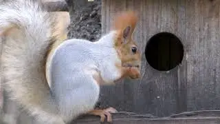 Рязанские белки — плюс к настроению)))